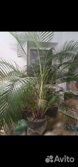 Пальма-огромная в горшке с самополивом