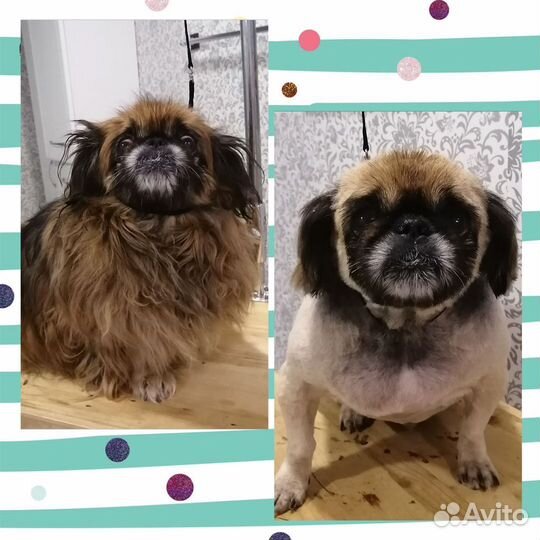 Стрижка собак (груминг, уход за животными)