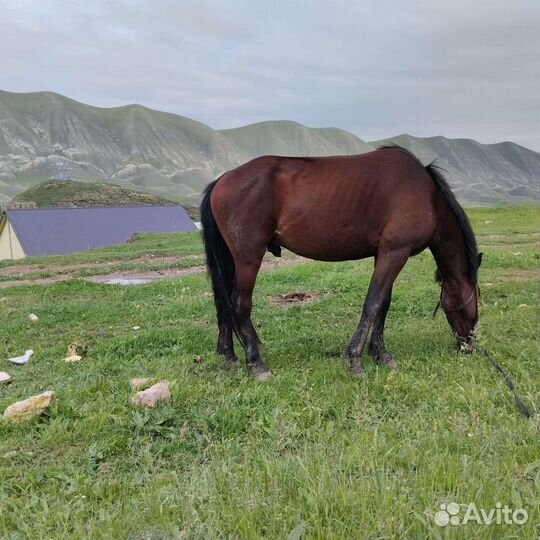 Лошадь жеребец