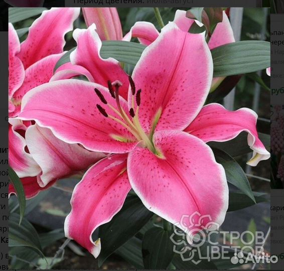 Молд лепестка лилии