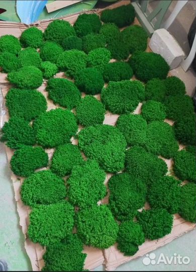 Королевские кочки мох премиум качества