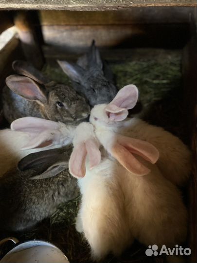 Кролик великаны