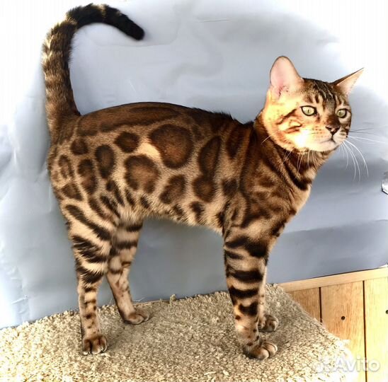 Бенгальские кот и кошка