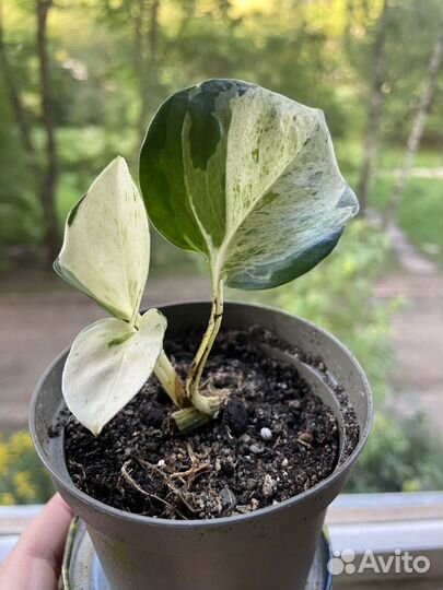 Эпипремнум Хэппи лив