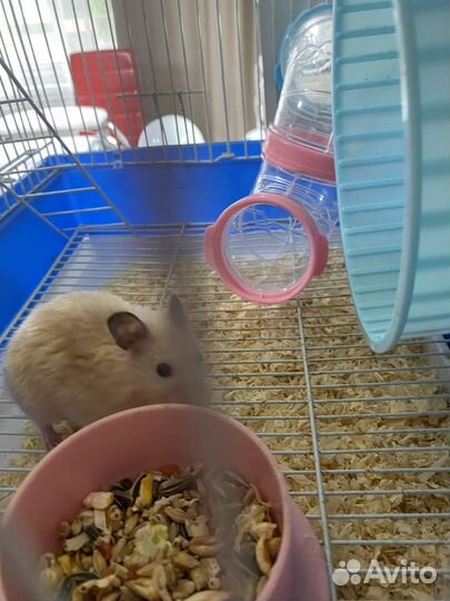 Сирийский хомяк бесплатно