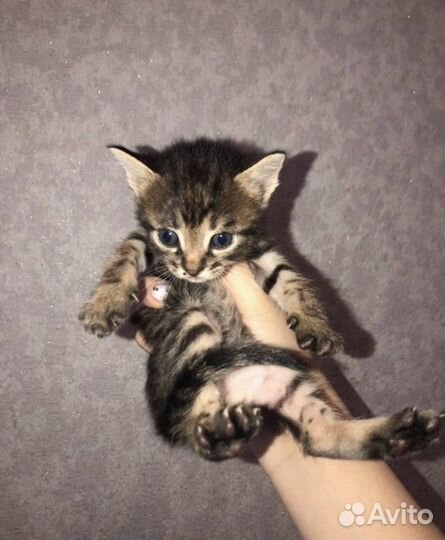 Котятки в добрые руки