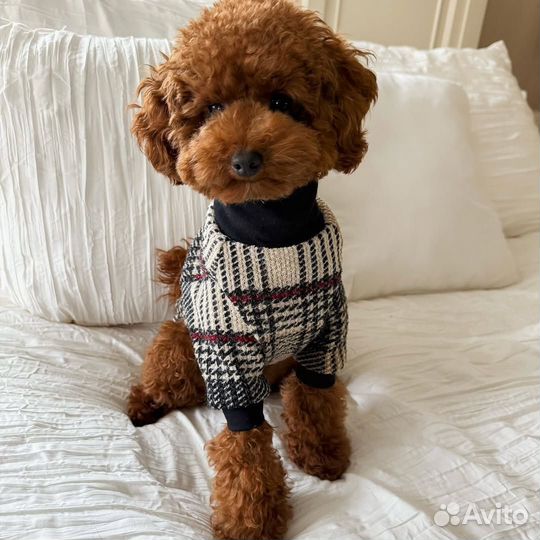 Той-пудель Мальтипу. Редкий. Уникальный окрас