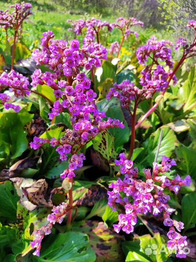 Цветы бадан