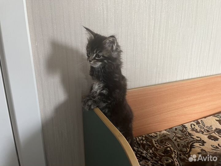 Котята мейн-кун