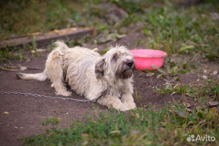 Собака в добрые руки