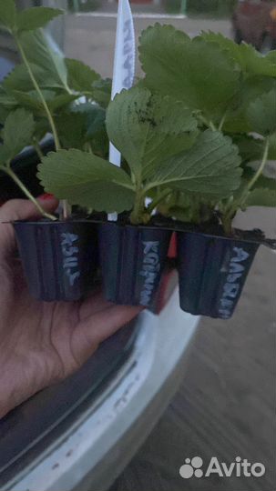 Рассада клубники