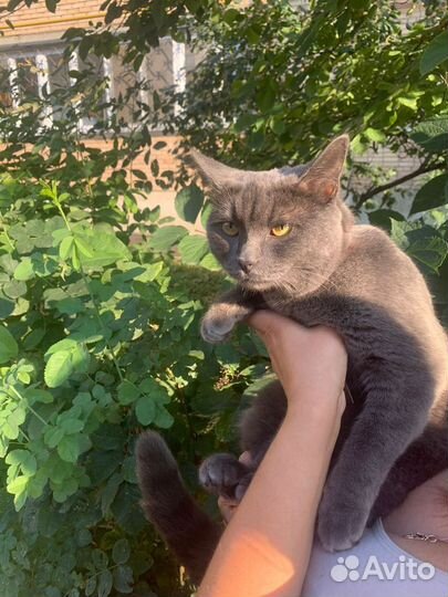 Кошечка в добрые руки