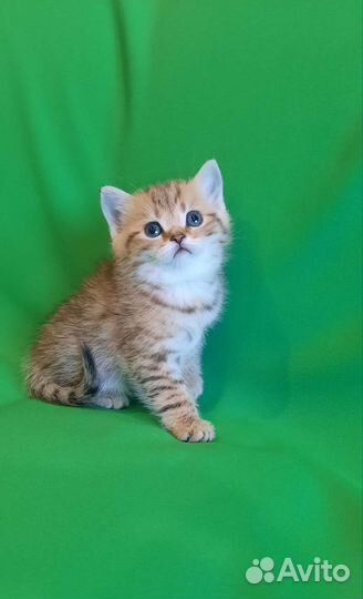 Шотландские котята