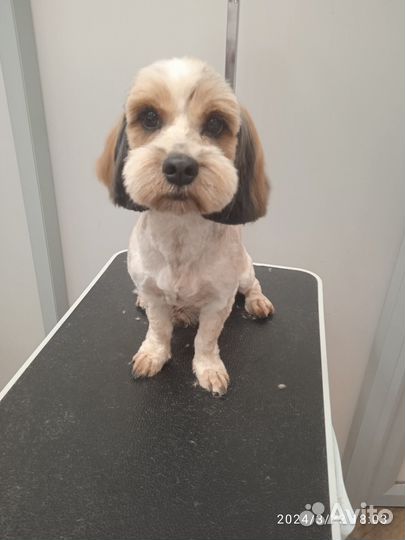 Помощник Грумера с Опытом