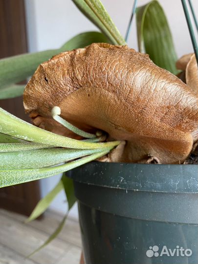 Папоротник платицериум