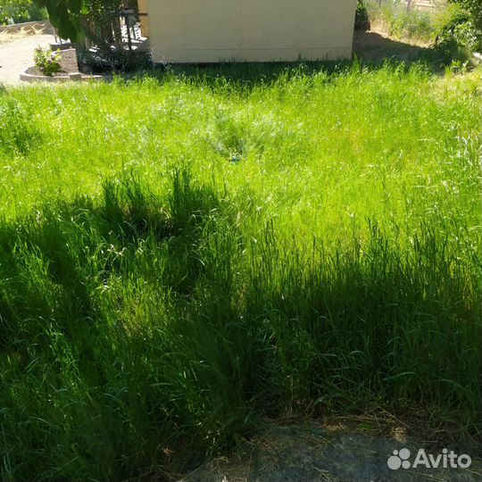 Сено луговое