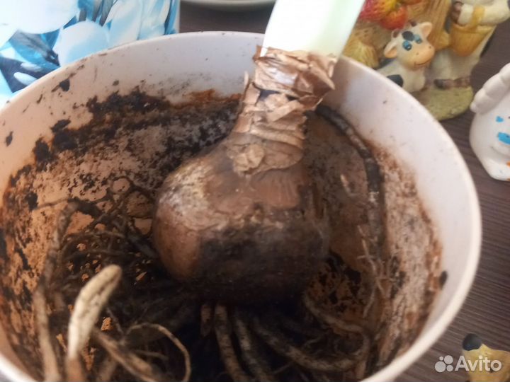 Гиппераструм луковицы