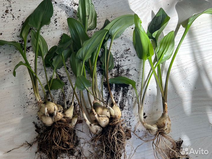 Дримиопсис пятнистый