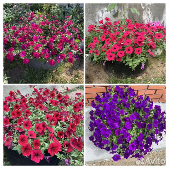 Рассада петунии тайдал, вербена, алиссум