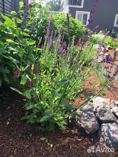 Шалфей Salvatore Blue, Merlo, Аметист