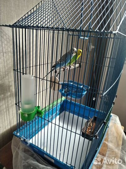Волнистые попугай с клеткой