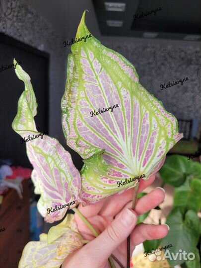 Каладиум Thai Beauty