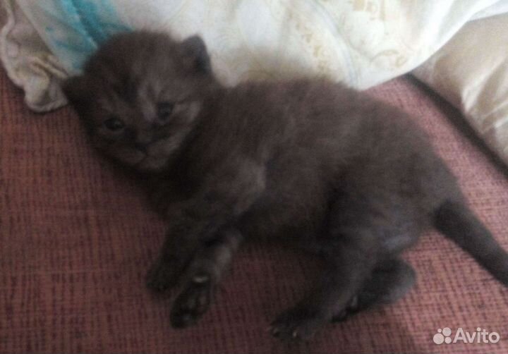 Шотландский британец котята