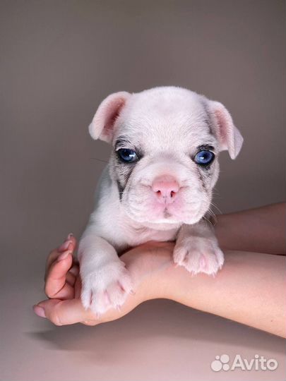 Щенки французского бульдога
