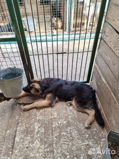 Собака бесплатно, Шкипер