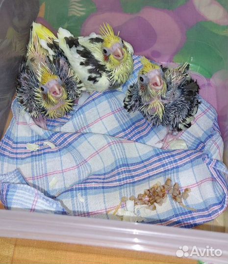 Птенец попугая кореллы