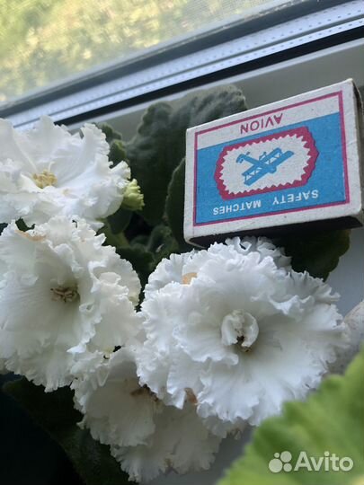 Розочки и фиалки