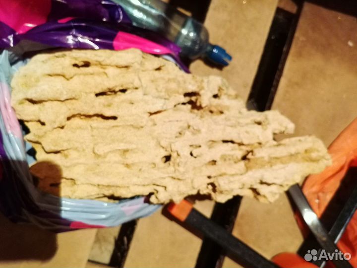 Песчанник и сифон