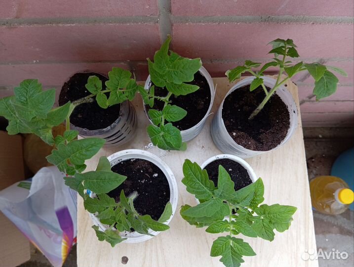 Рассада помидор