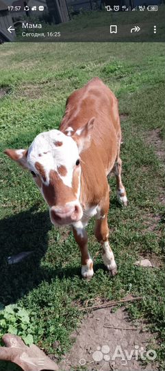 Телка телочка