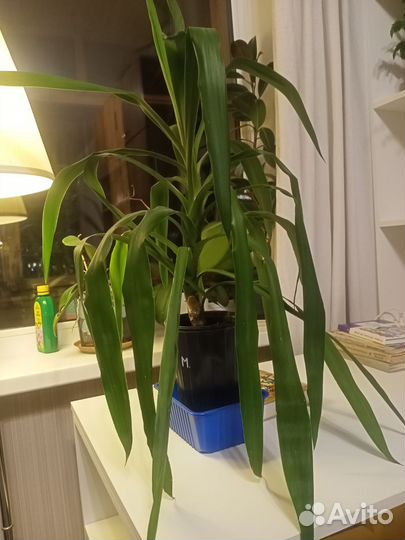 Пальма юкка