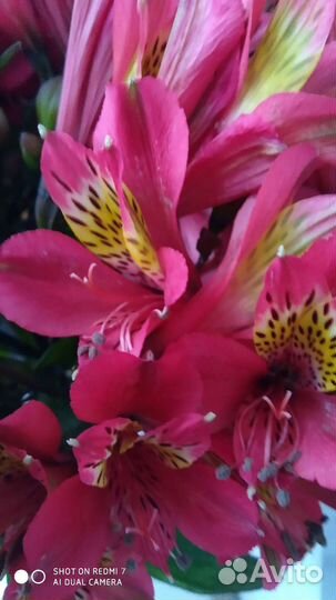 Альстромерия краснодарская красная