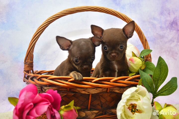 Чихуахуа, шоколадные девочки