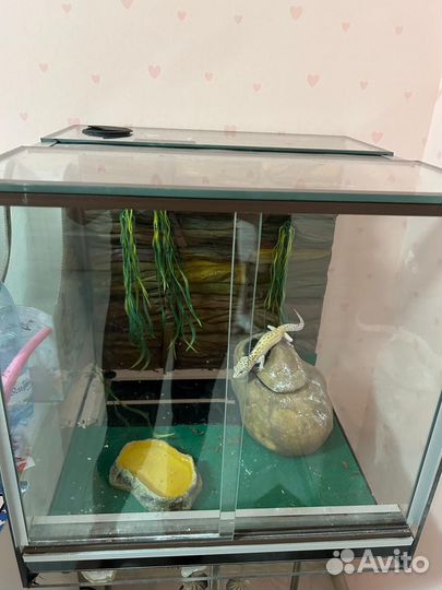Ящерица эублефар вместе с террариумом 45 на 46 см