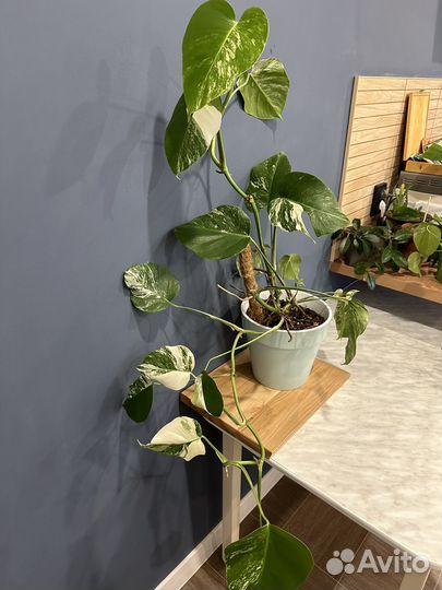 Монстера альба,аспарагус перистый, монстера