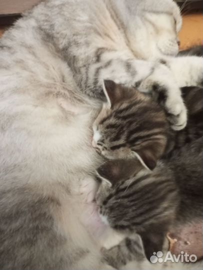 Помесь родились 1 августа