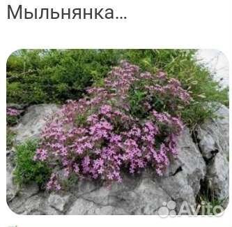 Садовые цветы