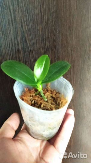 Орхидея Бронзовый будда детка