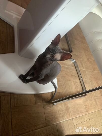 Вязка сфинкса