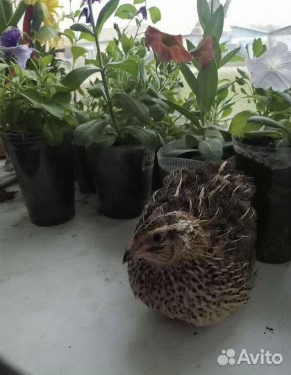 Живые перепелки яйцо