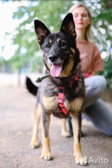 Собака в добрые руки