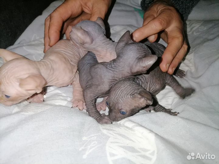 Канадский сфинкс котенок