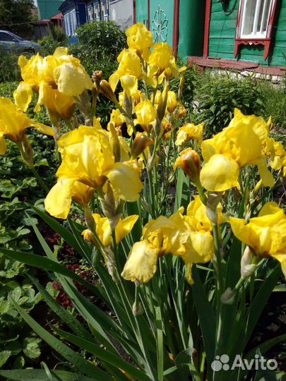 Пион, сентябринки, Жасмин, ирисы и др