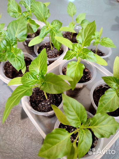 Перец сладкий рассада Силач