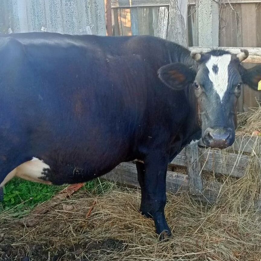 ❤️ Купить недорого сельскохозяйственных животных 🐄 в Миасском