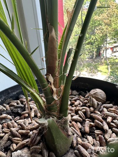 Финиковое дерево